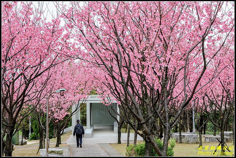 住六(公二)公園‧昭和櫻綻放