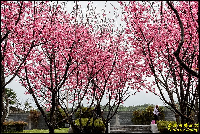 住六(公二)公園‧昭和櫻綻放