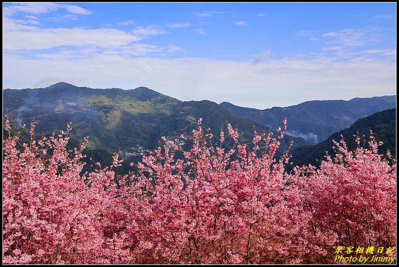 財伯觀光果園‧盛開的櫻花林