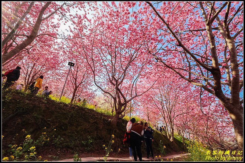 財伯觀光果園‧盛開的櫻花林