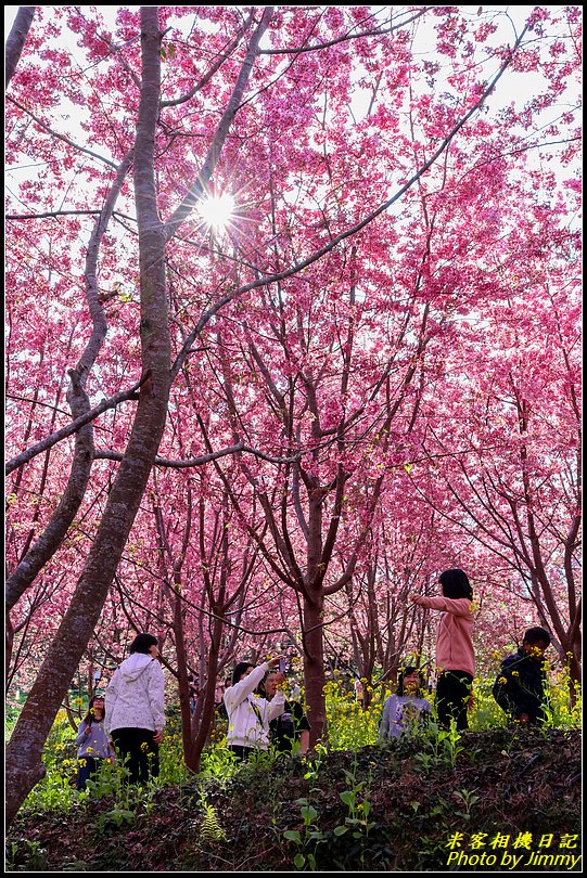 財伯觀光果園‧盛開的櫻花林