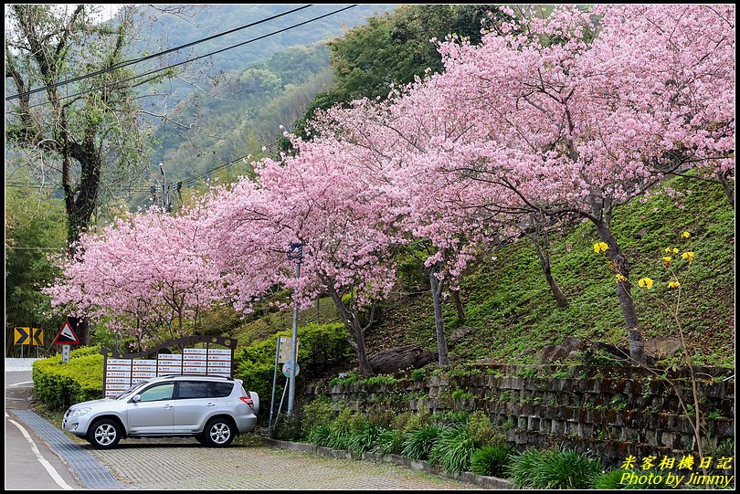 拉拉山遊客中心‧櫻花綻放