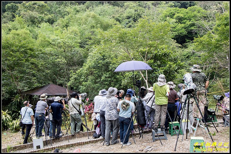 三星龍泉步道‧黑枕藍鶲育雛秀