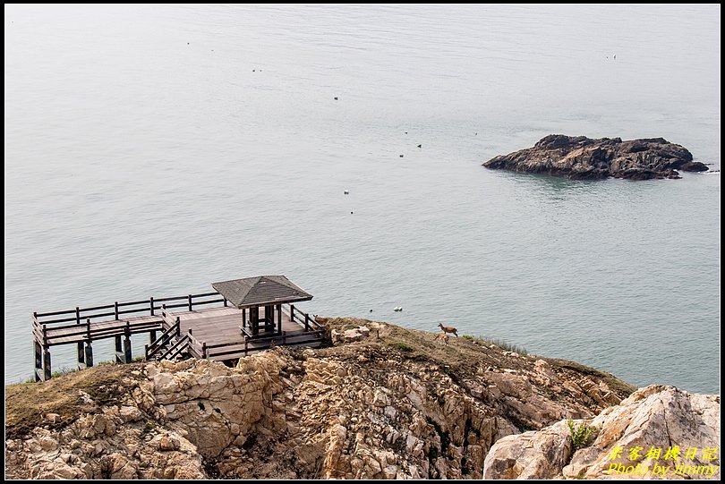 北竿大坵島‧梅花鹿樂園