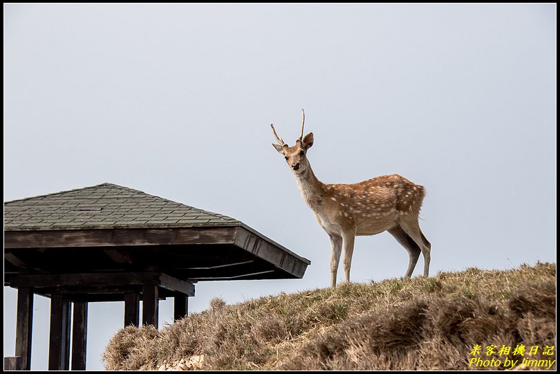 北竿大坵島‧梅花鹿樂園