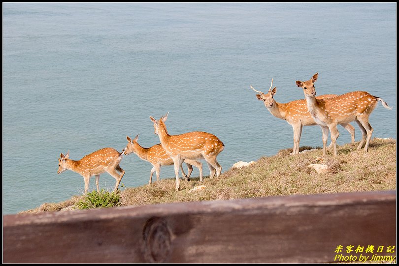 北竿大坵島‧梅花鹿樂園