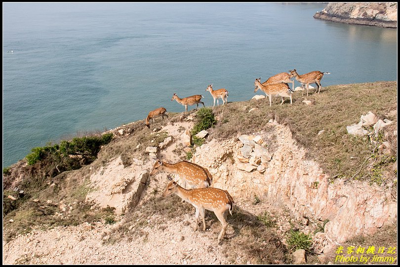 北竿大坵島‧梅花鹿樂園