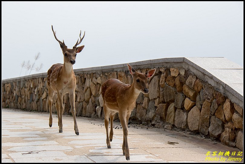 北竿大坵島‧梅花鹿樂園