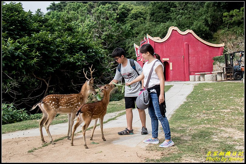 北竿大坵島‧梅花鹿樂園