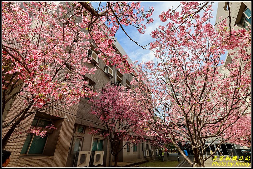 中央大學‧賞櫻小秘境