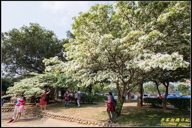 龜山大湖紀念公園‧紫藤流蘇齊綻放