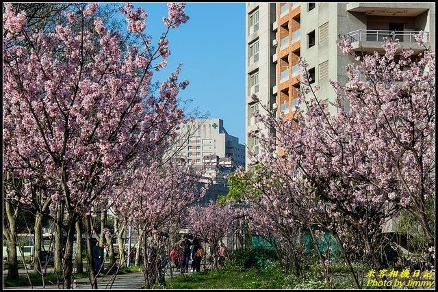 台北大學‧吉野櫻綻放