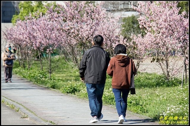 台北大學‧吉野櫻綻放