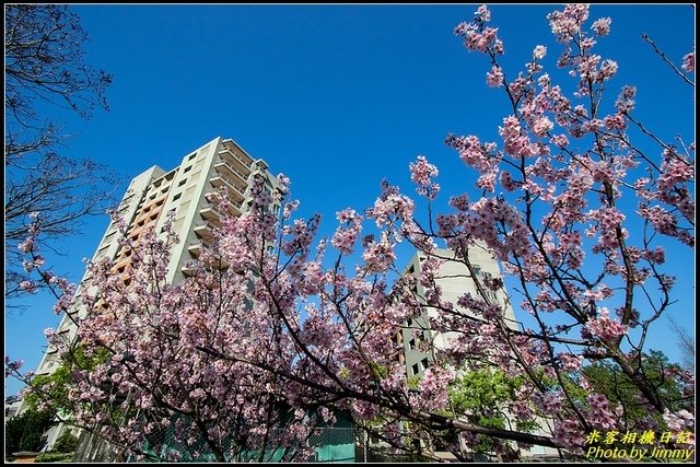 台北大學‧吉野櫻綻放