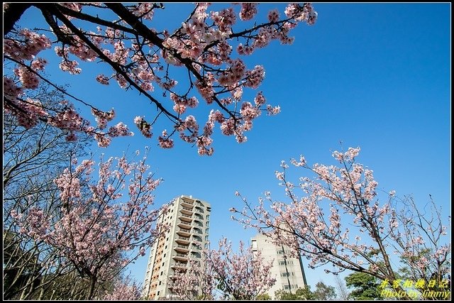 台北大學‧吉野櫻綻放