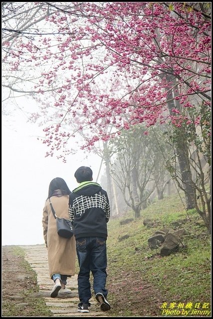 蓮台山妙音淨苑‧霧裡櫻花花更美