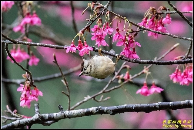 福山櫻花道‧冠羽畫眉花鳥圖