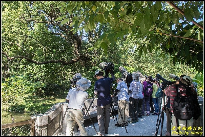 台北植物園‧來拍松雀鷹