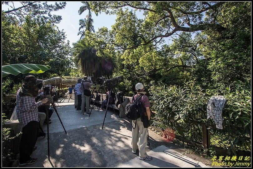 台北植物園‧來拍松雀鷹