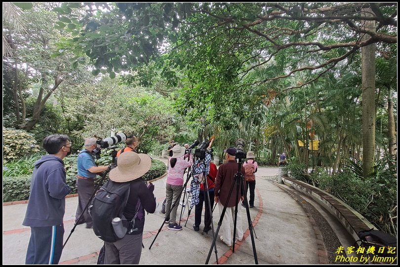 台北植物園‧綠繡眼育雛秀