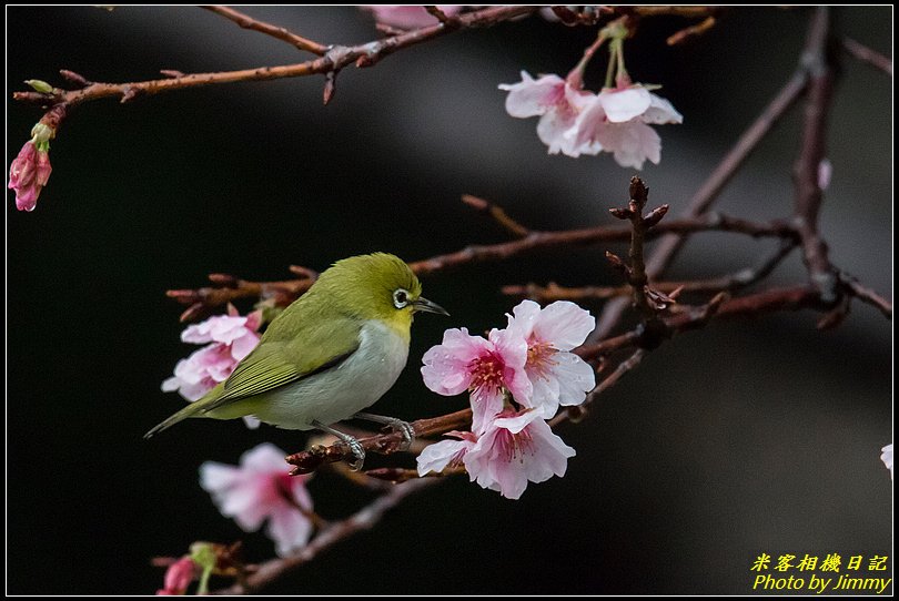 中正紀念堂‧大漁櫻花鳥圖