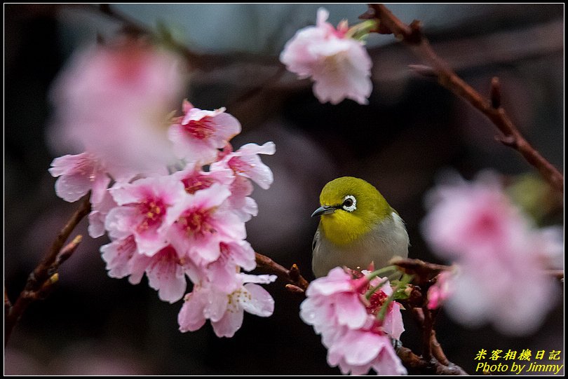 中正紀念堂‧大漁櫻花鳥圖