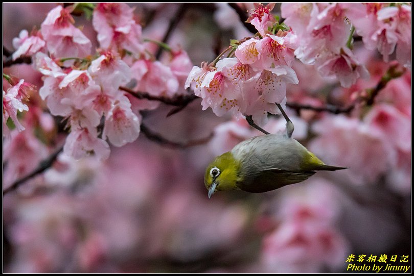 中正紀念堂‧大漁櫻花鳥圖