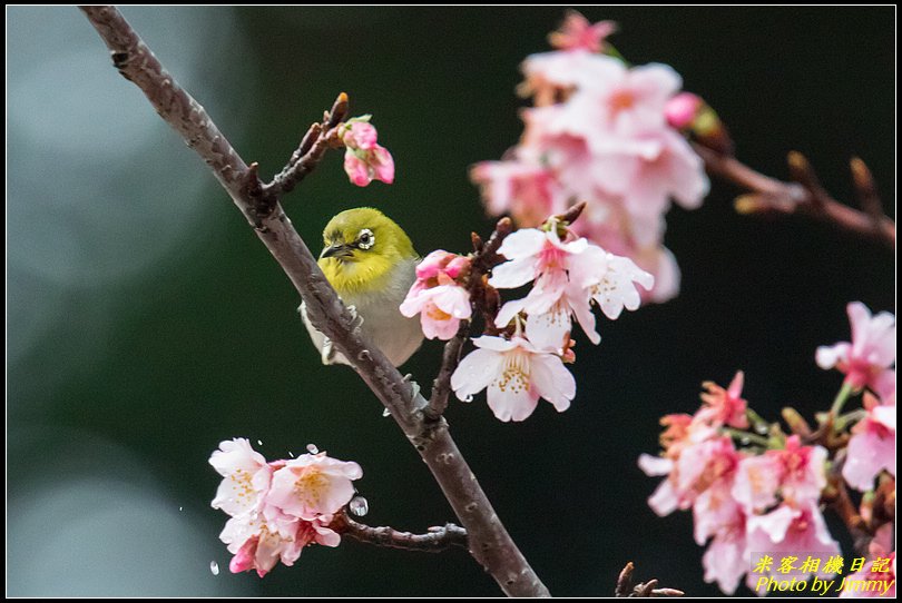 中正紀念堂‧大漁櫻花鳥圖