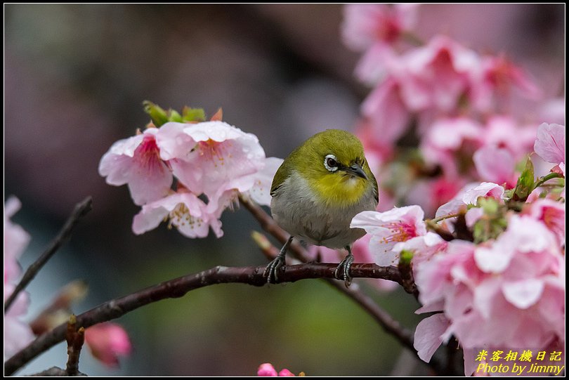 中正紀念堂‧大漁櫻花鳥圖