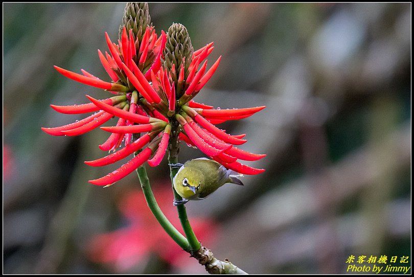 火炬刺桐花鳥圖‧紅配綠很美麗