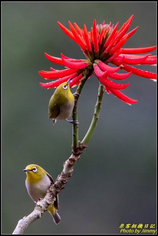 火炬刺桐花鳥圖‧紅配綠很美麗