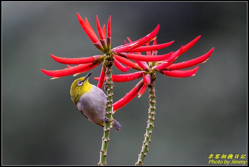 火炬刺桐花鳥圖‧紅配綠很美麗