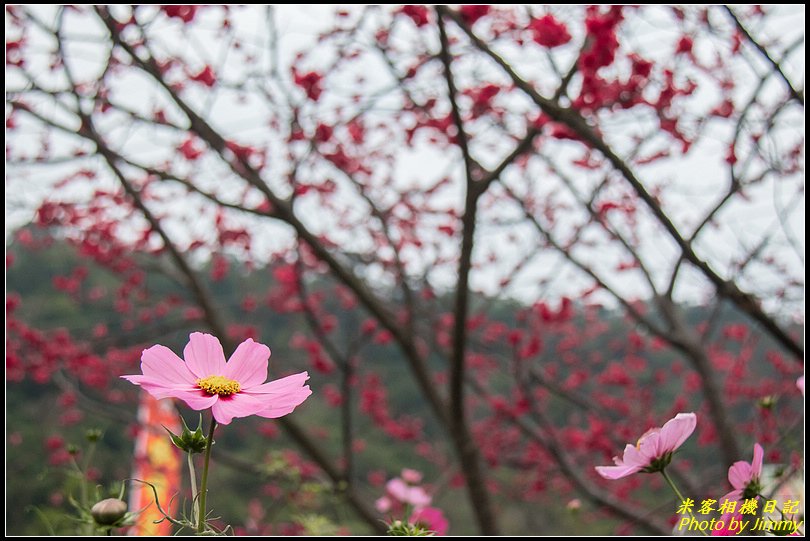 泰安櫻花季‧最美派出所