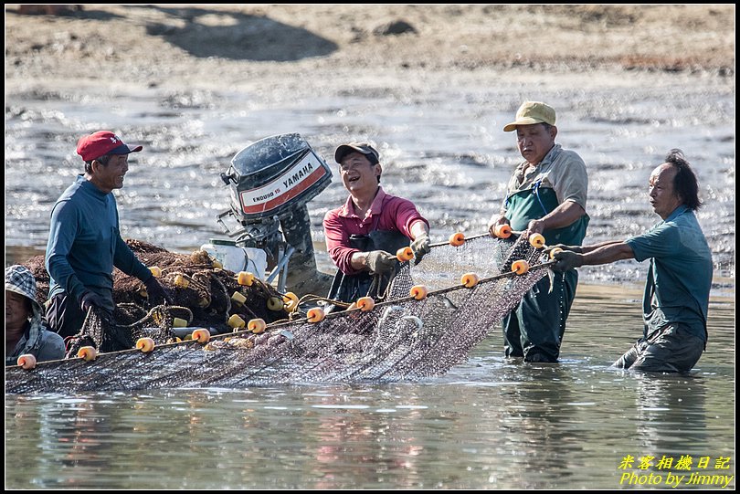 頭寮大池‧魚鷹抓魚秀