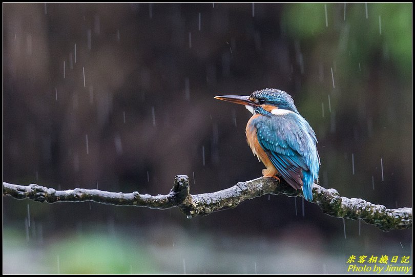 土城翠湖‧翠鳥百態圖