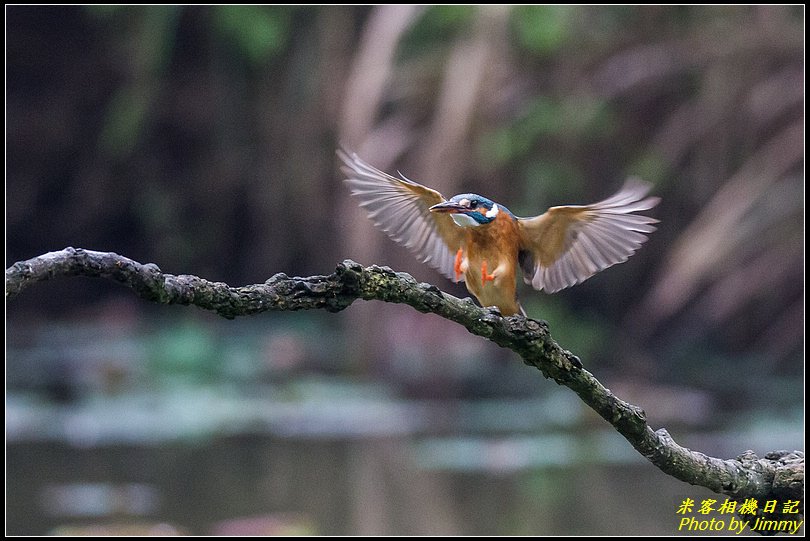 土城翠湖‧翠鳥百態圖