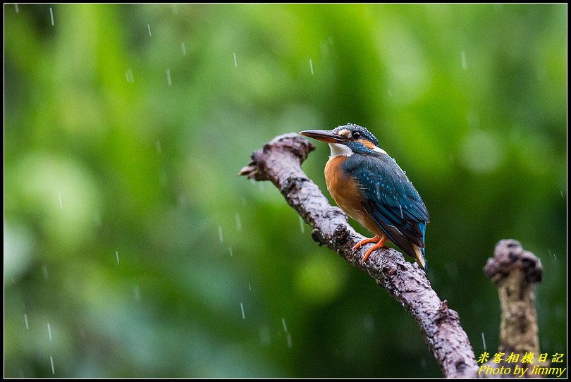 土城翠湖‧翠鳥百態圖