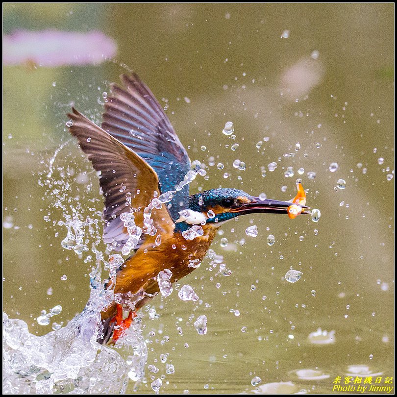 土城翠湖‧翠鳥百態圖