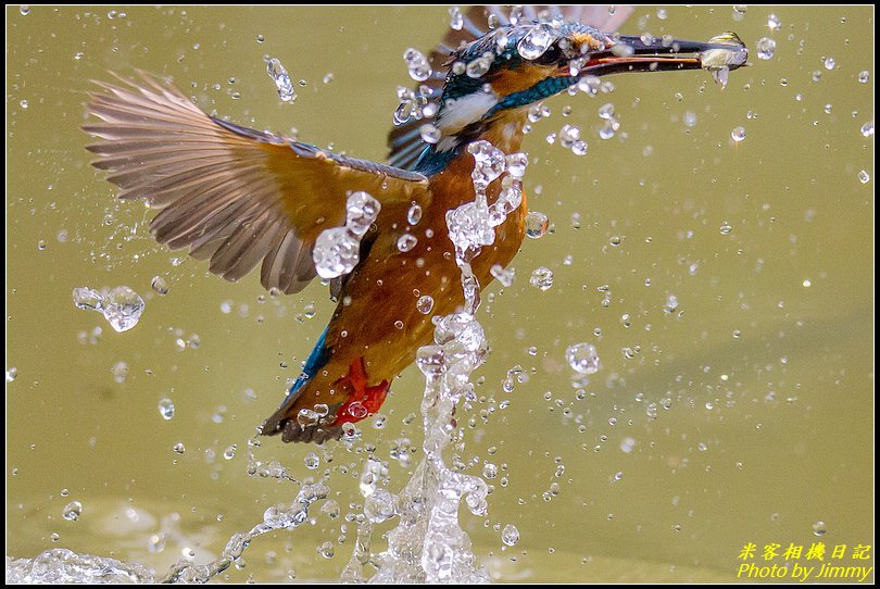 土城翠湖‧翠鳥百態圖