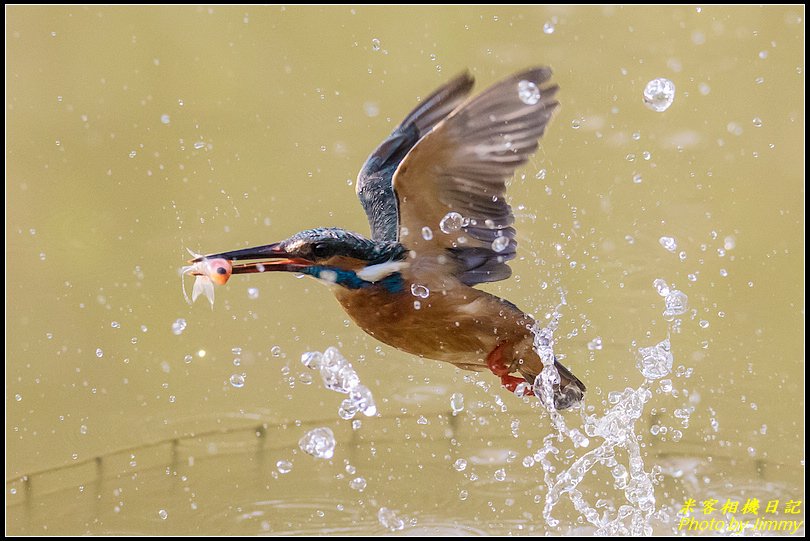 土城翠湖‧翠鳥百態圖