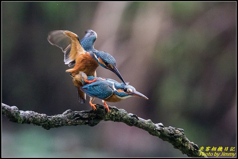 土城翠湖‧翠鳥百態圖