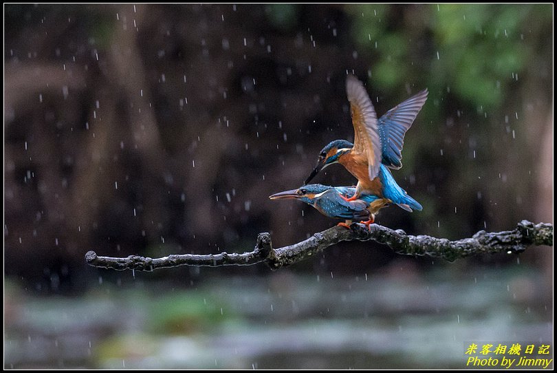 土城翠湖‧翠鳥百態圖