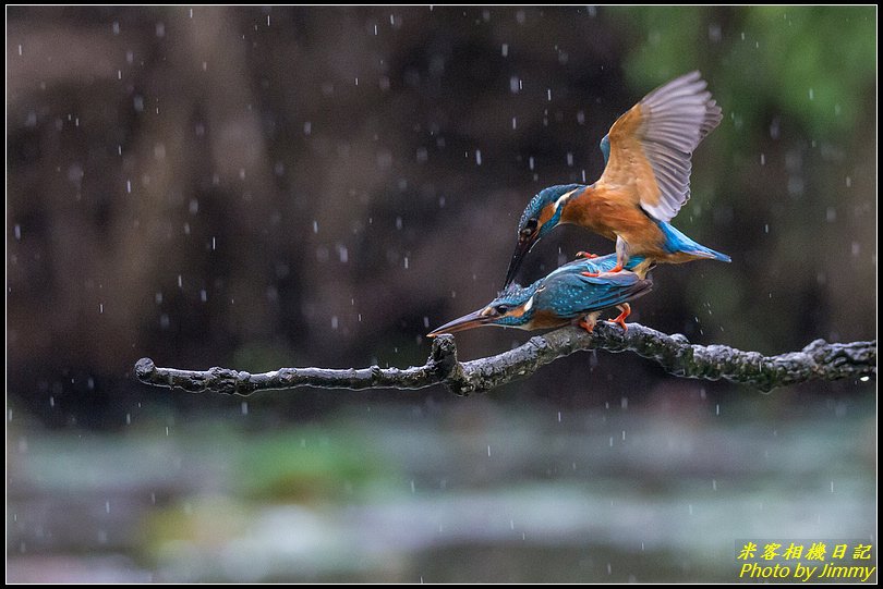 土城翠湖‧翠鳥百態圖