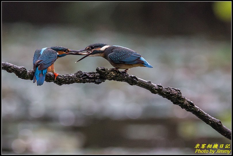 土城翠湖‧翠鳥百態圖