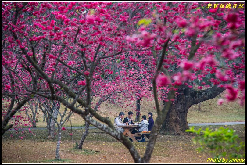 暨南大學‧八重櫻綻放