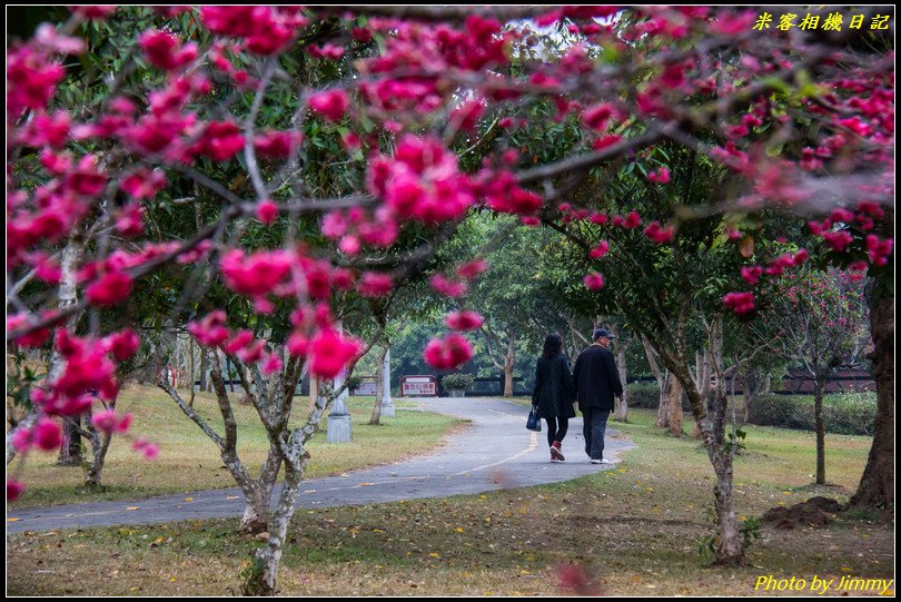 暨南大學‧八重櫻綻放