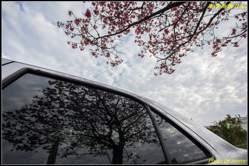 橫山車站‧櫻花與火車的絕美搭配