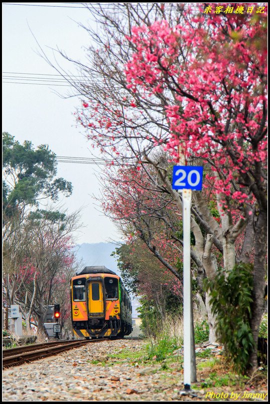 橫山車站‧櫻花與火車的絕美搭配