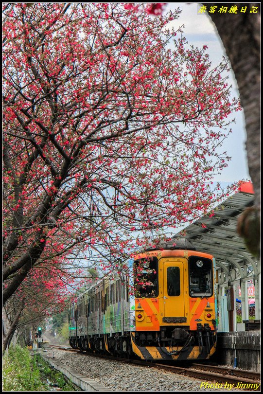 橫山車站‧櫻花與火車的絕美搭配