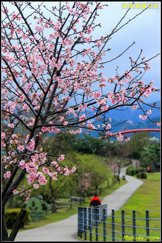 陽光運動公園‧河津櫻綻放